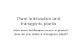 Plant fertilization and transgenic plants How does fertilization occur in plants? How do you make a transgenic plant?