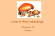 Unit 6--Microbiology Chapter 21 Fungi. Fungal Characteristics Filamentous bodies: Hyphae = thin filaments Mycelium = entire mass of hyphae Chitinous cell.