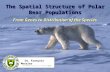 The Spatial Structure of Polar Bear Populations From Genes to Distribution of the Species Dr. François Messier.