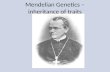Mendelian Genetics – inheritance of traits. Why Peas?? Many varieties (character, traits) Easy to control pollination Could choose distinct characters.
