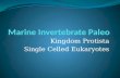 Kingdom Protista Single Celled Eukaryotes. Primary Producers/Autotrophs Coccolithophores Kingdom: Protista Division: Chrysophyta (golden-brown algae)