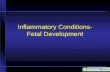 Inflammatory Conditions- Fetal Development. Inflammatory Processes Process: –Increased vascular permeability Water and cellular infiltrations Results: