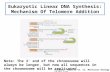 Eukaryotic Linear DNA Synthesis: Mechanism Of Telomere Addition Note: The 3’ end of the chromosome will always be longer, but now all sequences in the.