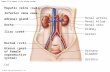 © 2015 Pearson Education, Inc. Figure 15.1a Organs of the urinary system. Hepatic veins (cut) Inferior vena cava Adrenal gland Aorta Iliac crest Rectum.