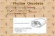 Phylum Chordata Charactertistics of ChordatesCharactertistics of Chordates All chordates possess a notochord.All chordates possess a notochord. Long felxable.