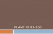 PLANT ID 91-100. Ranunculus- Ranunculus asiaticus  Type: Mass, Form  Color: Red, pink, yellow, orange, white  Vase Life: 3-7 days.