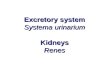 Excretory system Systema urinarium Kidneys Renes.