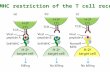 Self-MHC restriction of the T cell receptor. Self-MHC restriction of T C cells R. Zinkernagel & P. Doherty.