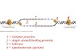 1 2 3 4 Review: Proteins and their function in the early stages of replication 1 = initiator proteins 2 = single strand binding proteins 3 = helicase 4.