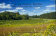 Spring Peeper Meadow The Restoration Process Julia Bohnen and Susan Galatowitsch Minnesota Landscape Arboretum.