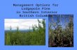 Management Options for Lodgepole Pine in Southern Interior British Columbia.