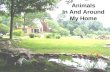 Animals In And Around My Home. by Patricia Tierney.
