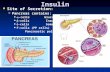 Insulin Site of Secretion: Site of Secretion: Pancreas contains: Pancreas contains:  -cells Glucagons  -cells Glucagons  -cells Insulin  -cells Insulin.