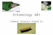 Entomology 401 Common Insects Found in Cotton. Chewing Pests.