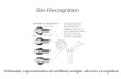 Schematic representation of antibody-antigen selective recognition Bio-Recognition.