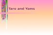 Taro and Yams. Yams Dioscoreaceae Dioscorea species (600 species)