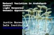 Natural Variation in Arabidopsis thaliana Light Response: Genomic Approaches Justin Borevitz Salk Institute naturalvariation.org.