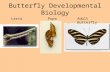 Butterfly Developmental Biology LarvaPupaAdult Butterfly.