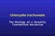Chlamydia trachomatis The Biology of a Sexually Transmitted Bacterium.