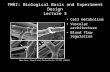 FMRI: Biological Basis and Experiment Design Lecture 3 Cell metabolism Vascular architecture Blood flow regulation Harrison, Harel et al., Cerebral Cortex.