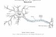 Drawing of a Typical Neuron  Spinal Motor neuron.