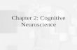 Cognitive Psychology, Fifth Edition, Robert J. Sternberg Chapter 2 Chapter 2: Cognitive Neuroscience.