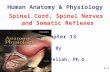 13-1 Human Anatomy & Physiology Spinal Cord, Spinal Nerves and Somatic Reflexes Chapter 13 By Abdul Fellah, Ph.D.