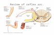 Review of reflex arc.. Muscle Stretch Reflex These first two slides have provided a brief outline of the muscle stretch reflex. You can now go back to.
