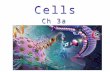 The cell is the smallest unit of life. All organisms are composed one or more cells. New cells arise from previously existing cells.