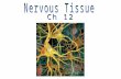 Enteric Nervous System gutgut Central Nervous System (CNS) brainbrain spinal cordspinal cord Peripheral Nervous System (PNS) cranial nerves (12 pr)cranial.
