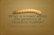 What is known about the genetics of Tenebrio molitor? question answered by jordan yaron.