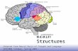EE141 1 Brain Structures [Adapted from Neural Basis of Thought and Language Jerome Feldman, Spring 2007, feldman@icsi.berkeley.edu Broca’s area Pars opercularis.