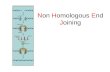 Non Homologous End Joining. Homologous Recombination Non Homologous End Joining.