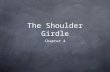 The Shoulder Girdle Chapter 4. Bones 1. Clavicle 2. Scapula 3. Sternum*