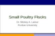 Small Poultry Flocks Dr. Mickey A. Latour Purdue University.