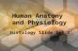 Human Anatomy and Physiology Histology Slide Set 2.