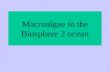 Macroalgae in the Biosphere 2 ocean. Sampling procedure Transect lines divided ocean into quadrats One ring was dropped in a random location within.