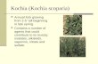 Kochia (Kochia scoparia) Annual forb growing from 2-5’ tall beginning in late spring. Contains a number of agents that could contribute to its toxicity: