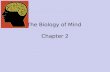 The Biology of Mind Chapter 2. Biological Psychologists Study links between biological activity and behavior Also called neuroscientists, neuropsychologists,