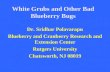 White Grubs and Other Bad Blueberry Bugs Dr. Sridhar Polavarapu Blueberry and Cranberry Research and Extension Center Rutgers University Chatsworth, NJ.