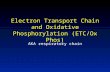Electron Transport Chain and Oxidative Phosphorylation (ETC/Ox Phos) AKA respiratory chain.
