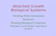 Attached Growth Biological Systems Trickling Filters (misnomer) Biotowers Rotating Biological Contactors Wetlands, Leach Fields, Land-based systems.