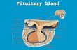 Pituitary Gland. Pituitary development: The “Master Gland” The pituitary has been called the “Master” gland in the body. This is because most of the.