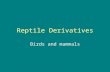 Reptile Derivatives Birds and mammals. Archaeopteryx = “first” bird.