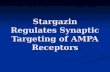 Stargazin Regulates Synaptic Targeting of AMPA Receptors.