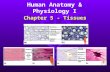 Chapter 5 - Tissues Human Anatomy & Physiology I.