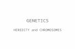 GENETICS HEREDITY and CHROMOSOMES. CHROMOSOMES Contain genetic information for organism Made of DNA.