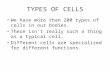 TYPES OF CELLS We have more than 200 types of cells in our bodies. There isn’t really such a thing as a typical cell. Different cells are specialized for.