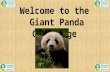 Welcome to the Giant Panda Challenge. What’s it all about? The Giant Panda Challenge is all about developing your thinking, problem solving, ICT and teamwork.