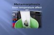 Metamorphosis Does temperature affect it?.  How does the temperature affect the duration of the metamorphosis process?